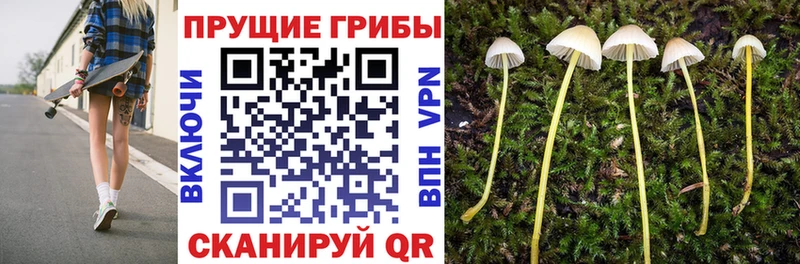 как найти Бронницы Галлюциногенные грибы Cubensis